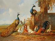 unknow artist Albertus Verhoesen: Peacocks and chickens USA oil painting artist